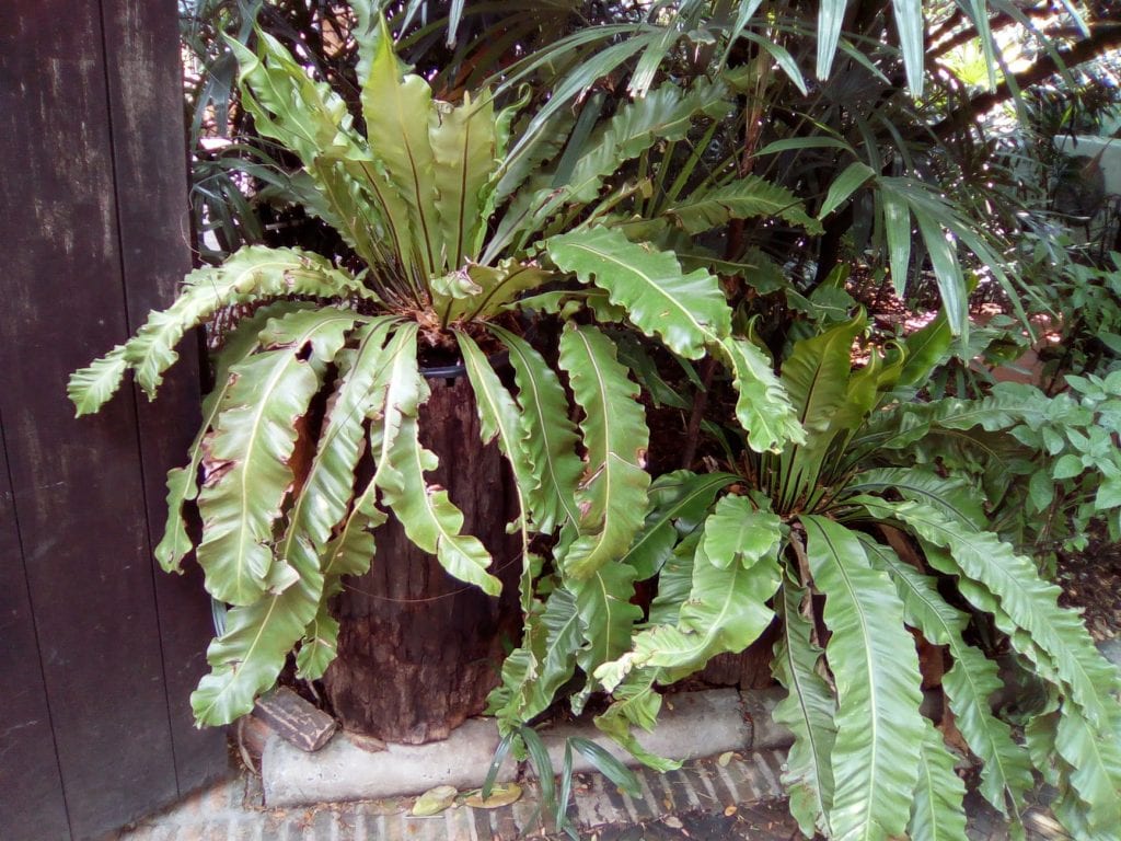 Asplenium interjectum